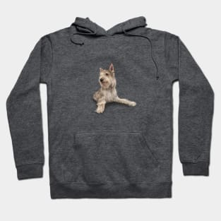 The Berger Picard Dog Hoodie